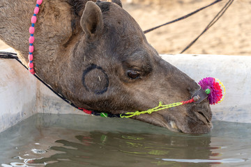 Wall Mural - Camels drink water in desert Thar during Pushkar Camel Fair, Rajasthan, India