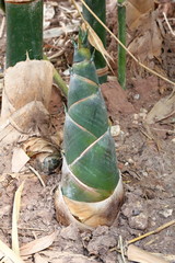 Wall Mural - Bamboo shoots grown on organic farms