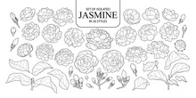 Set Of Isolated Jasmine In 34 Styles.