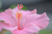 Pink Hibiscus Flower And Foliage Over Bright Background  