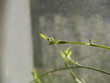 Trawa zielistka makro małych liści i pączków