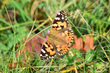 Close-up of a Vanessa cardui butterfly on pink clover