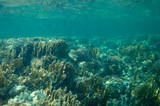 Fototapeta Do akwarium - sea fish near coral, underwater