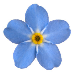 Wall Mural - forget me not flower