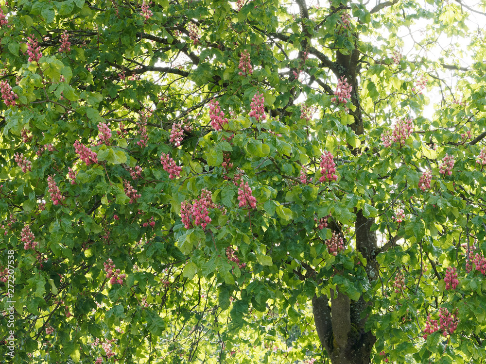 Red horse-chestnut tree (Aesculus ×carnea) Stock Photo | Adobe Stock