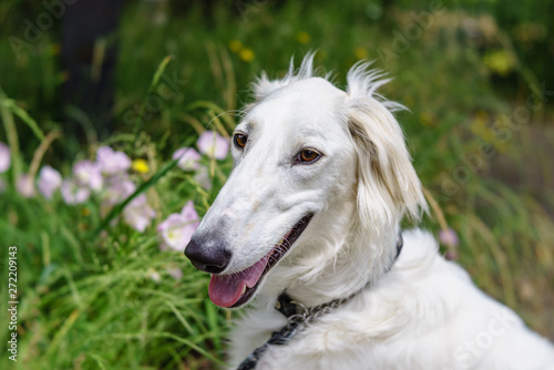 笑顔の白い大型犬 Buy This Stock Photo And Explore Similar Images At Adobe Stock Adobe Stock