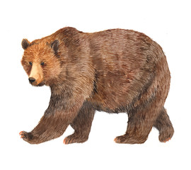 watercolor brown bear animal illustration isolated on white background