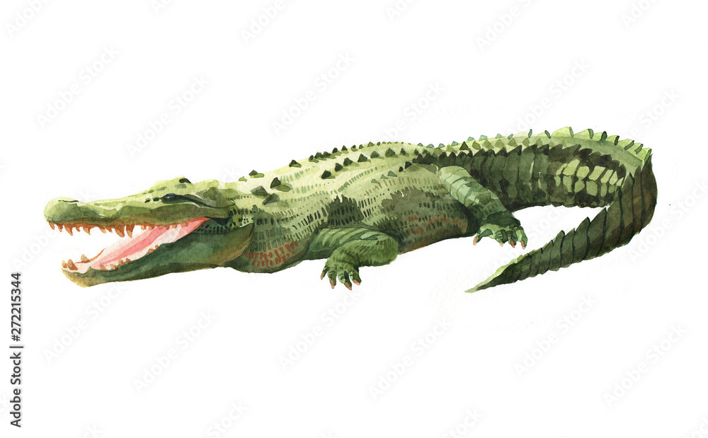 Watercolor crocodile, alligator tropical animal isolated on a white background illustration. - obrazy, fototapety, plakaty 