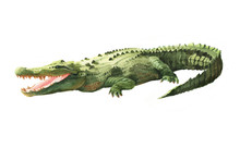 Watercolor Crocodile, Alligator Tropical Animal Isolated On A White Background Illustration.
