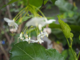 flowers in the garden