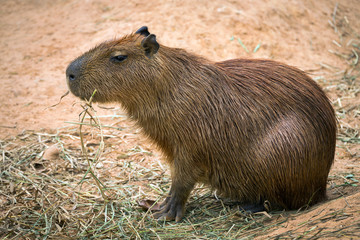 Wall Mural - Capibara is resting in nature.