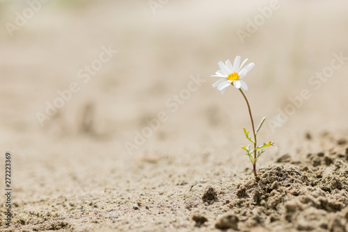 Cuadros en Lienzo Daisy flower blooming on a sand desert