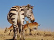 Zebra und Lechwe Antilopen