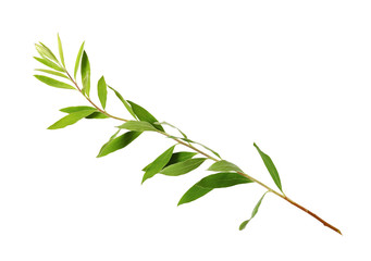Wall Mural - Twig of spiraea with green leaves