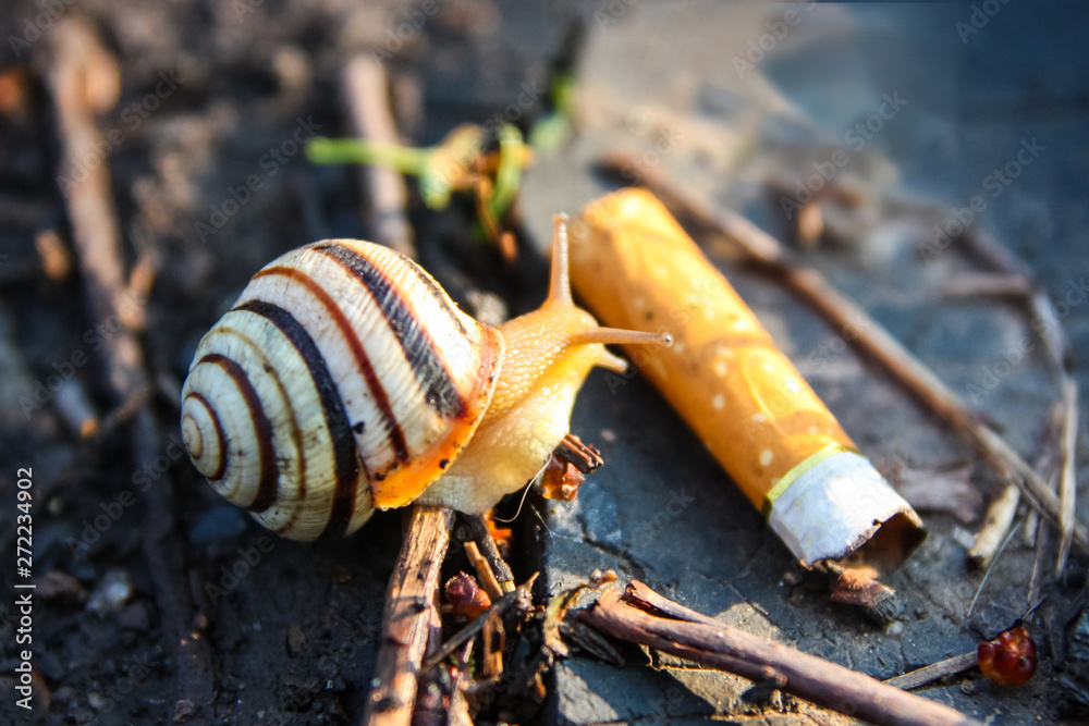 a snail crawling past a cigarette butt, environmental pollution/macro,  blurred background Stock Photo