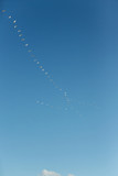 Fototapeta Tęcza - Birds flying in formation