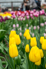 Wall Mural - Flower garden, Netherlands , a bunch of yellow flowers