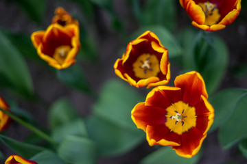 Wall Mural - Flower garden, Netherlands , a close up of a yellow flower