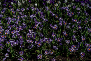 Wall Mural - Flower garden, Netherlands , a bunch of purple flowers