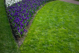 Fototapeta Lawenda - Flower garden, Netherlands , a close up of a green field