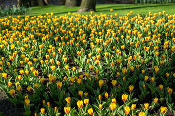 Wall Mural - Flower garden, Netherlands , a yellow flower in the grass