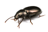 Fototapeta  - Beautiful bronze coloured beetle isolated on white background