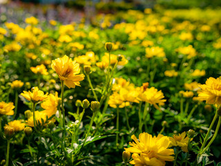 Wall Mural - Yellow Cosmos Flowers Blooming