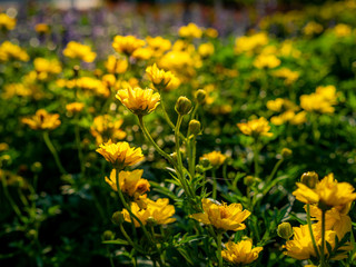 Wall Mural - Yellow Cosmos Flowers Blooming
