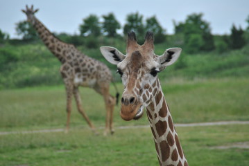 safari in columbus,oh