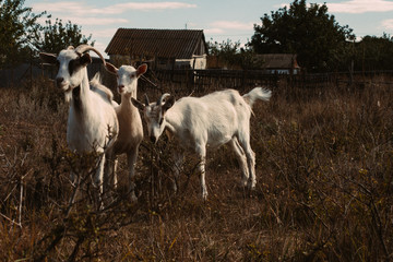 Wall Mural -  Three goats at home