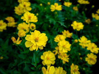 Wall Mural - Yellow Cosmos Flowers Blooming