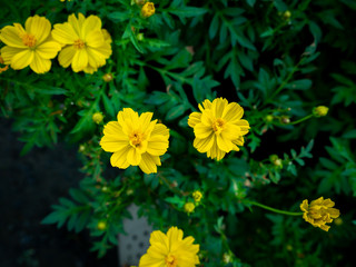 Wall Mural - Yellow Cosmos Flowers Blooming