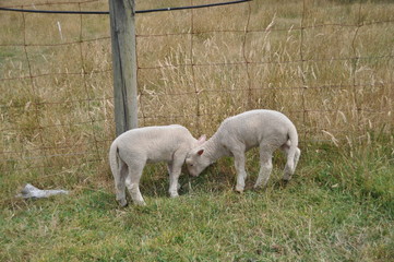 Sheep at French Island, Victoria