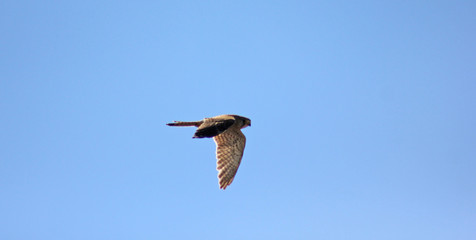 Canvas Print - aves da Ria Formosa