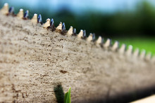 Sawmillin In The Forest. Teeth Of An Old Saw Close-up Against A Background Of Grass.