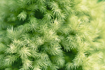  Young green needles of a coniferous tree. Postcard. Place for text. Natural background. 