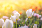 Fototapeta Tulipany - Tulip in Spring under sun ray, Beautiful and colourful tulip on sun light.