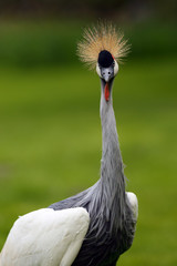 Poster - The grey crowned crane (Balearica regulorum), portrait with green background.