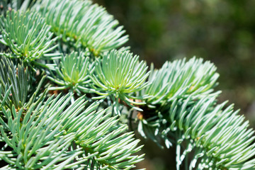 Fir tree brunch close up. Natural photo. Green summer forest.