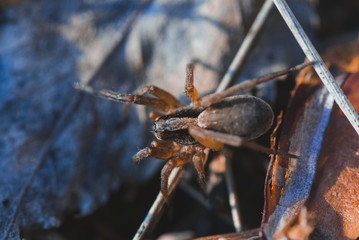 Wall Mural - Macro photo of spider in the forest