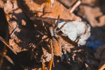 Wall Mural - Macro photo of spider in the forest