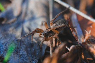 Wall Mural - Macro photo of spider in the forest