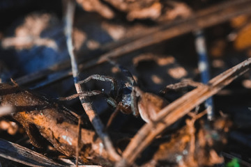 Wall Mural - Macro photo of spider in the forest