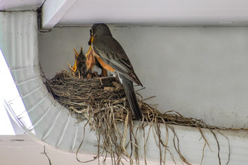 Wall Mural - A mother robin is taking care of newly hatched baby robins