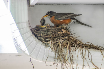 Wall Mural - A mother robin is taking care of newly hatched baby robins