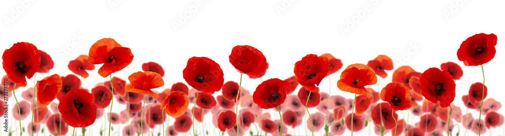 plein de coquelicots sur fond blanc - obrazy, fototapety, plakaty 