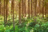 Fototapeta Las - Sunny forest landscape . Spruce forest.