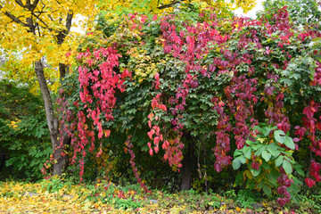 Autumn red leaves of wild grapes weaving on maple branches with yellow leaves in foothills of North Caucasus