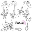 Set with outline Fuchsia ornate flower bunch, bud and leaf in black isolated on white background.