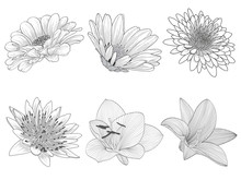 Set Of Bright Abstract Hand-drawn Flowers Of Lily, Chamomile, Rose. Floral Elements For Invitations, Cards, Greetings.